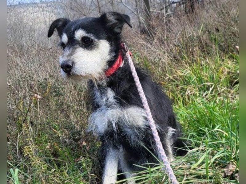 Schnauzer-Mix ♥Milo♥ ein aktiver, absoluter Herzens-Hund