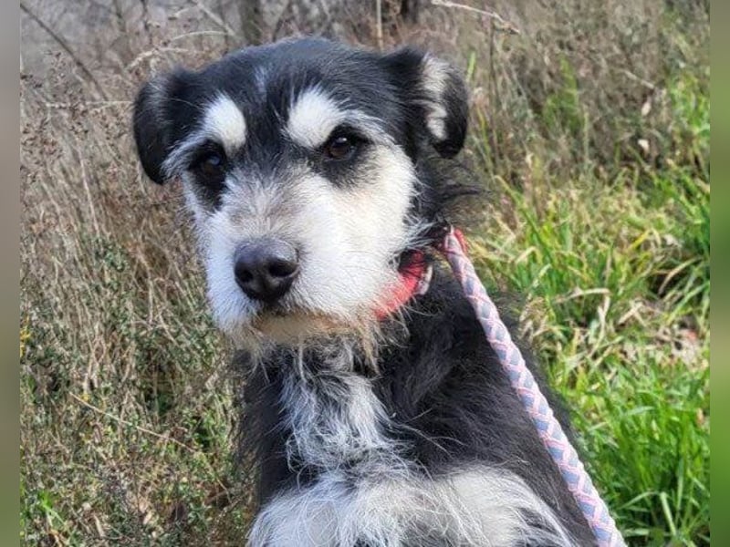 Schnauzer-Mix ♥Milo♥ ein aktiver, absoluter Herzens-Hund