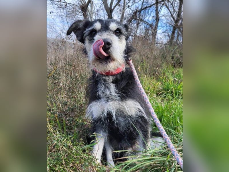 Schnauzer-Mix ♥Milo♥ ein aktiver, absoluter Herzens-Hund