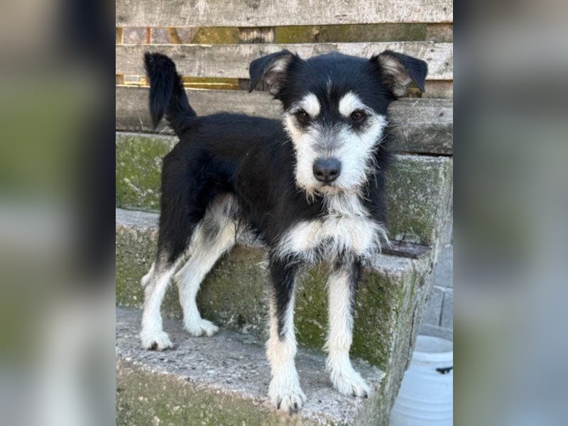 Schnauzer-Mix ♥Milo♥ ein aktiver, absoluter Herzens-Hund