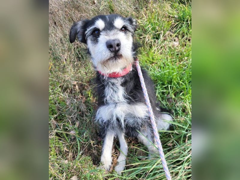 Schnauzer-Mix ♥Milo♥ ein aktiver, absoluter Herzens-Hund
