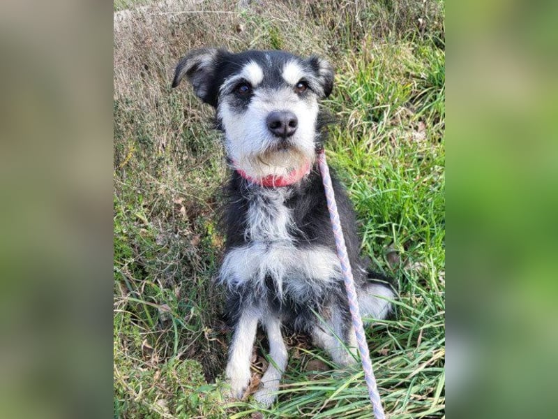 Schnauzer-Mix ♥Milo♥ ein aktiver, absoluter Herzens-Hund