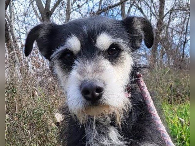 Schnauzer-Mix ♥Milo♥ ein aktiver, absoluter Herzens-Hund