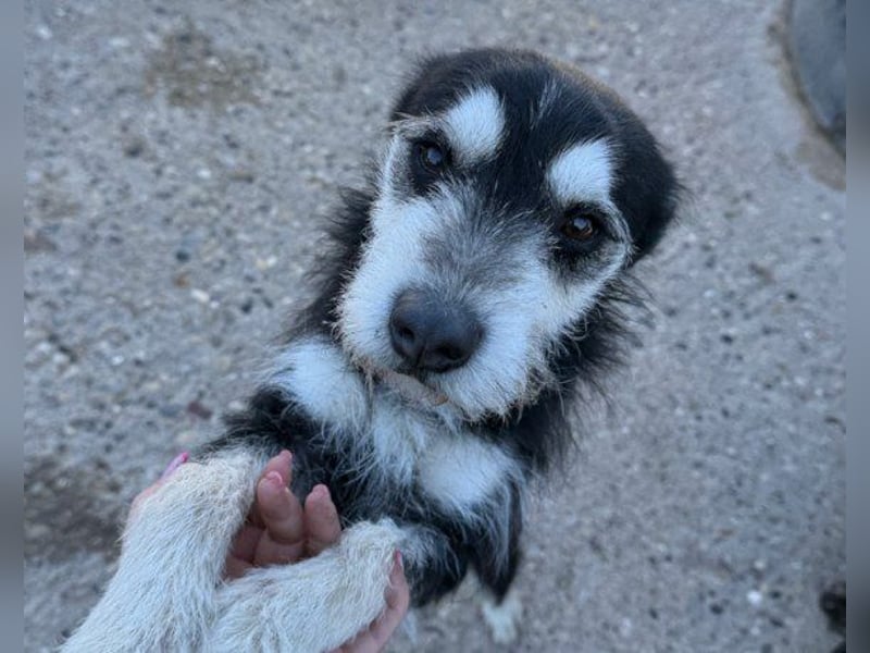 Schnauzer-Mix ♥Milo♥ ein aktiver, absoluter Herzens-Hund