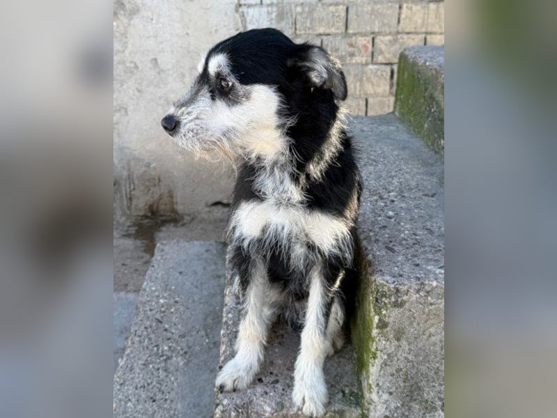 Schnauzer-Mix ♥Milo♥ ein aktiver, absoluter Herzens-Hund