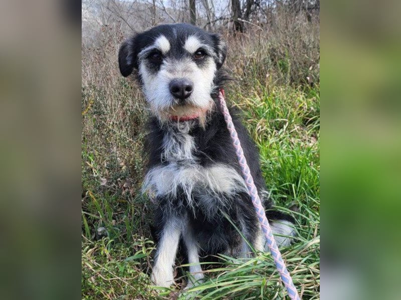 Schnauzer-Mix ♥Milo♥ ein aktiver, absoluter Herzens-Hund
