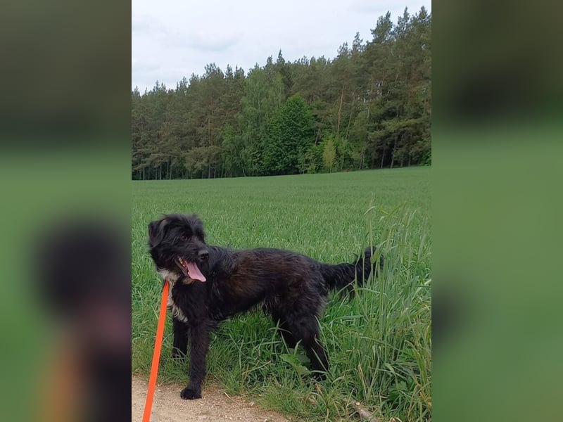 Sehr lieber Zausel, ca. 2024 geboren,musste von klein auf an der Kette leben.
