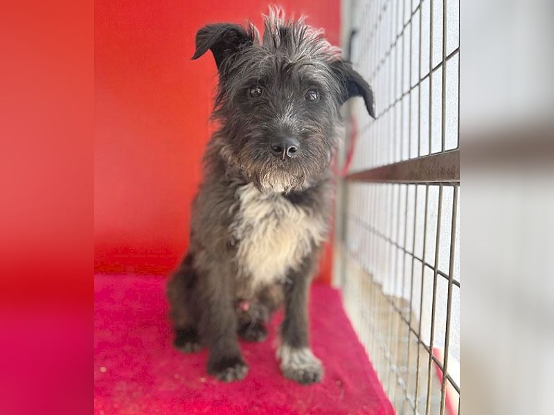 ❤️ gute Hundeseele FICKO - 1,5 Jahre, 35cm - Schnauzer-Mix