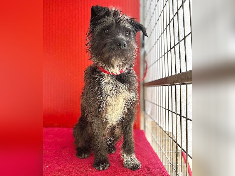 ❤️ gute Hundeseele FICKO - 1,5 Jahre, 35cm - Schnauzer-Mix