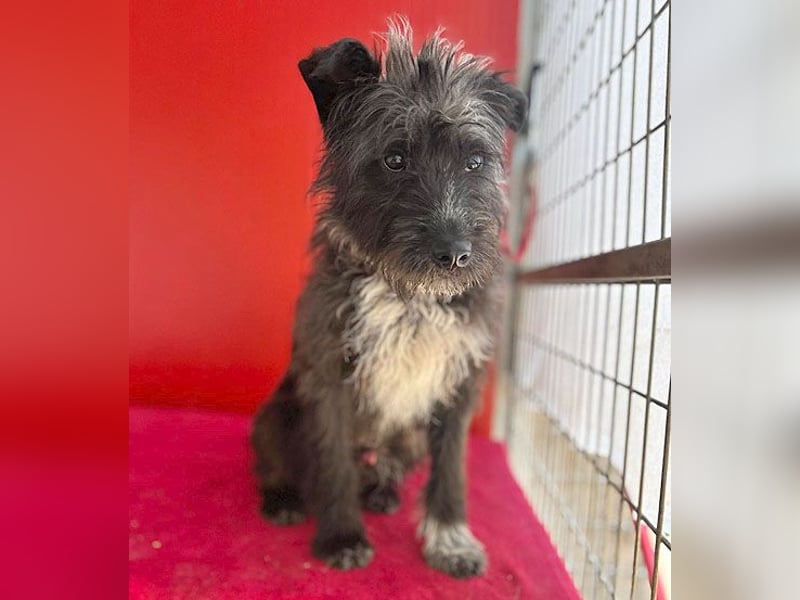 ❤️ gute Hundeseele FICKO - 1,5 Jahre, 35cm - Schnauzer-Mix