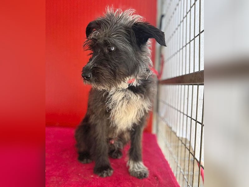 ❤️ gute Hundeseele FICKO - 1,5 Jahre, 35cm - Schnauzer-Mix