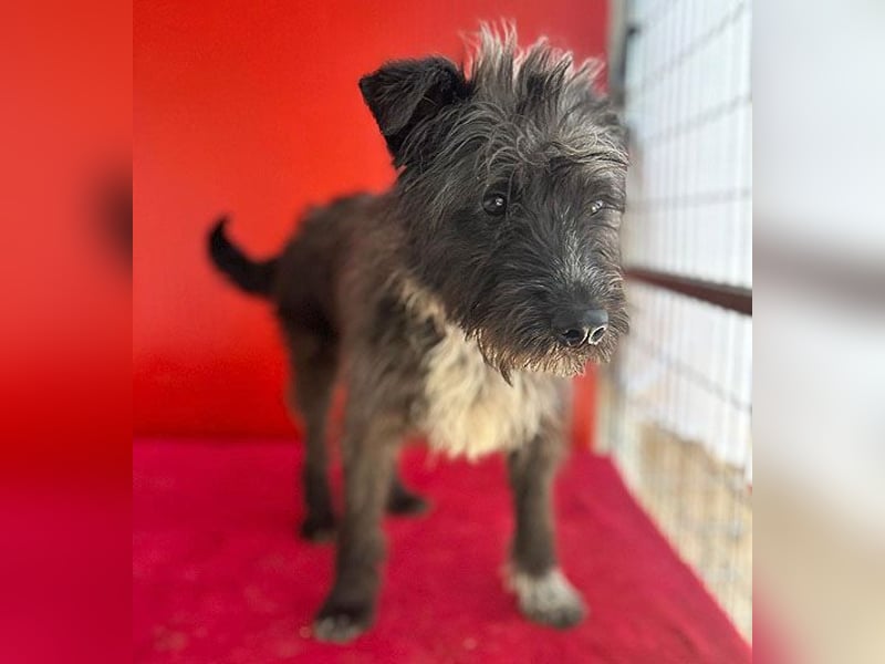 ❤️ gute Hundeseele FICKO - 1,5 Jahre, 35cm - Schnauzer-Mix