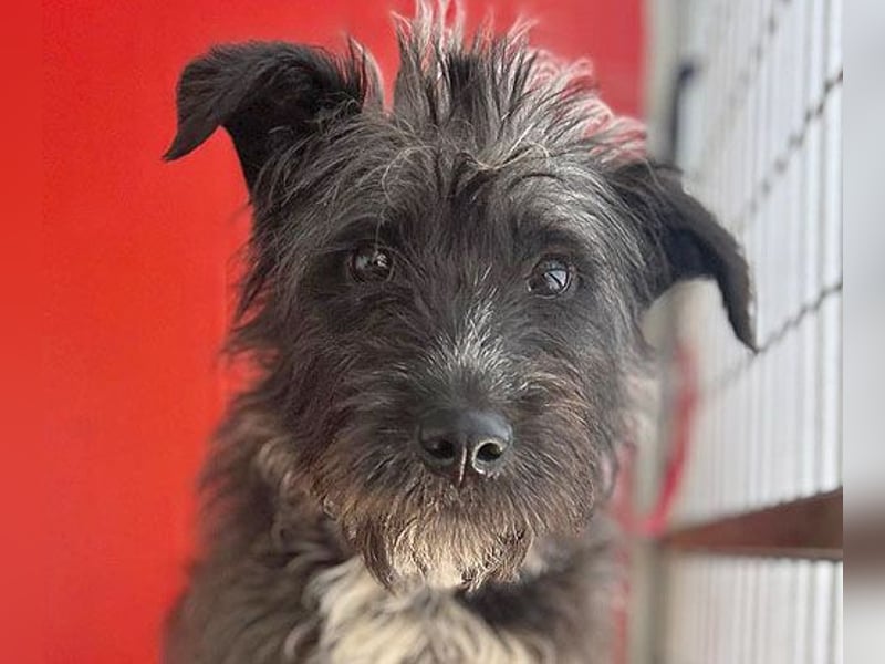 ❤️ gute Hundeseele FICKO - 1,5 Jahre, 35cm - Schnauzer-Mix