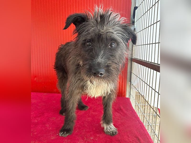❤️ gute Hundeseele FICKO - 1,5 Jahre, 35cm - Schnauzer-Mix