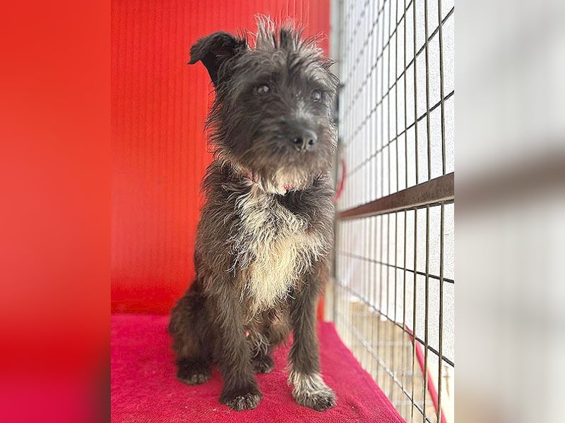 ❤️ gute Hundeseele FICKO - 1,5 Jahre, 35cm - Schnauzer-Mix