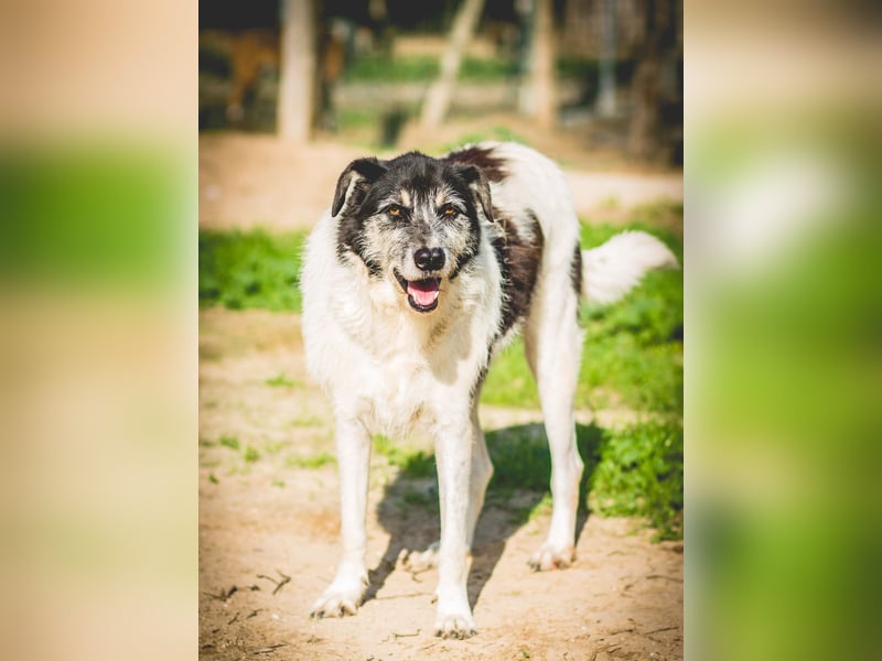 Oriol, Mix Schnauzer / Podengo, lieb und verträglich