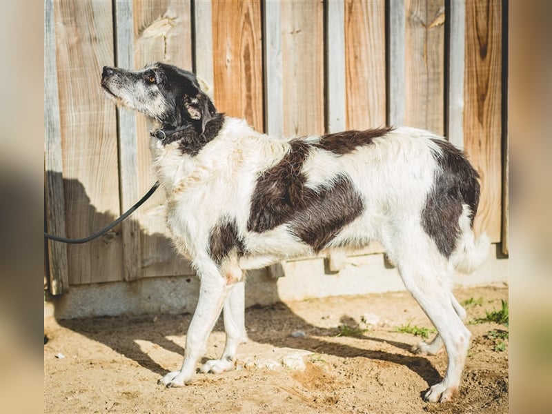 Oriol, Mix Schnauzer / Podengo, lieb und verträglich 