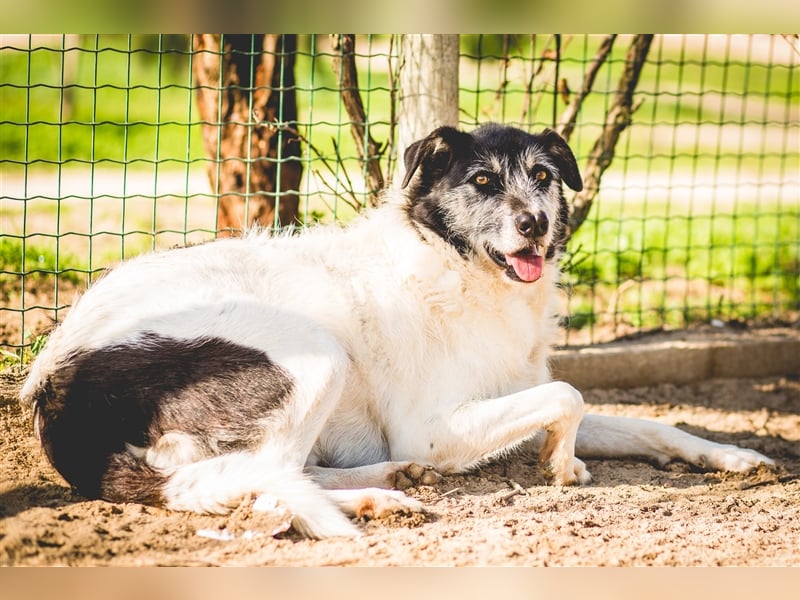 Oriol, Mix Schnauzer / Podengo, lieb und verträglich 