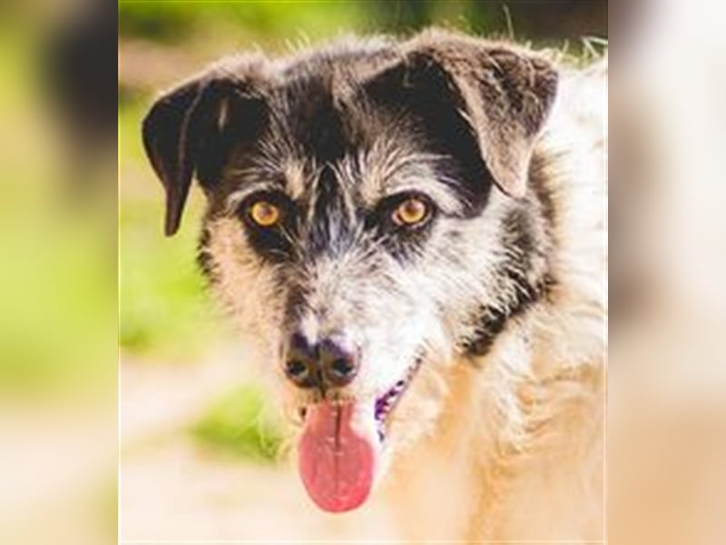 Oriol, Mix Schnauzer / Podengo, lieb und verträglich 