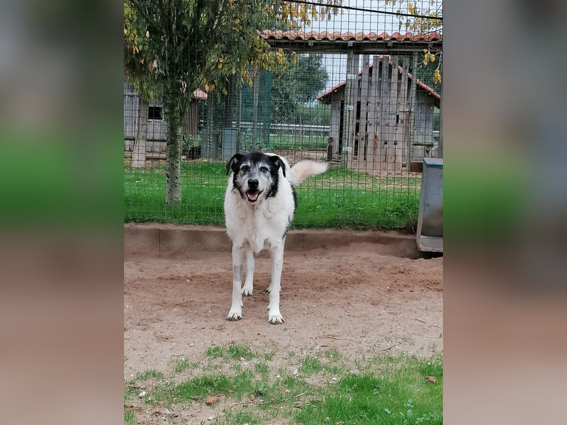 Oriol, Mix Schnauzer / Podengo, lieb und verträglich