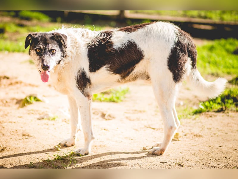 Oriol, Mix Schnauzer / Podengo, lieb und verträglich