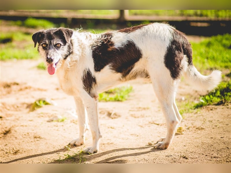Oriol, Mix Schnauzer / Podengo, lieb und verträglich 