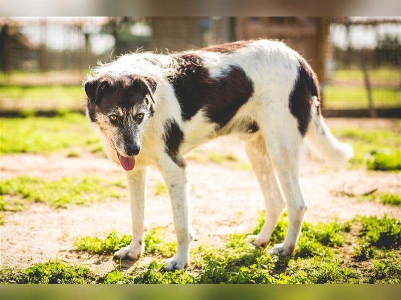 Oriol, Mix Schnauzer / Podengo, lieb und verträglich 