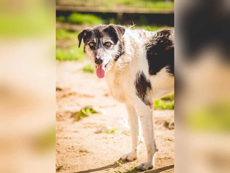 Oriol, Mix Schnauzer / Podengo, lieb und verträglich 