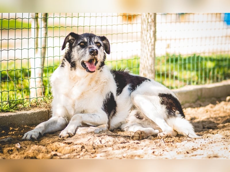 Oriol, Mix Schnauzer / Podengo, lieb und verträglich 