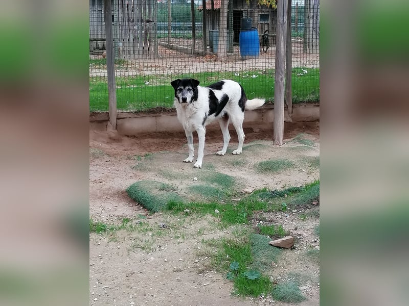 Oriol, Mix Schnauzer / Podengo, lieb und verträglich
