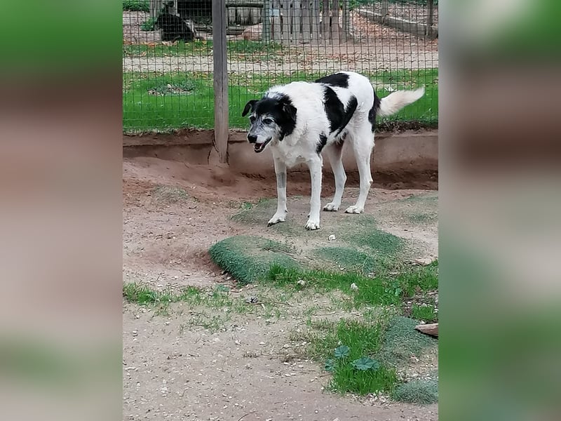 Oriol, Mix Schnauzer / Podengo, lieb und verträglich