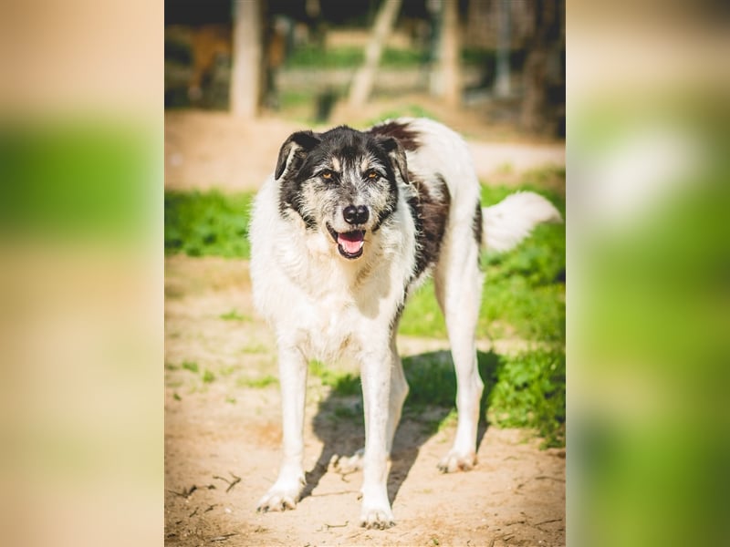 Oriol, Mix Schnauzer / Podengo, lieb und verträglich 