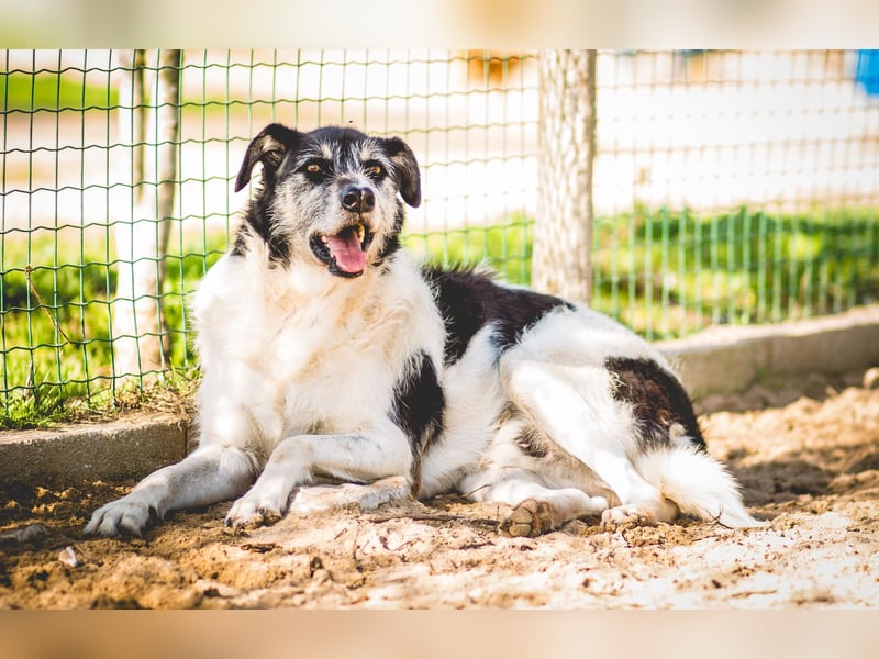 Oriol, Mix Schnauzer / Podengo, lieb und verträglich