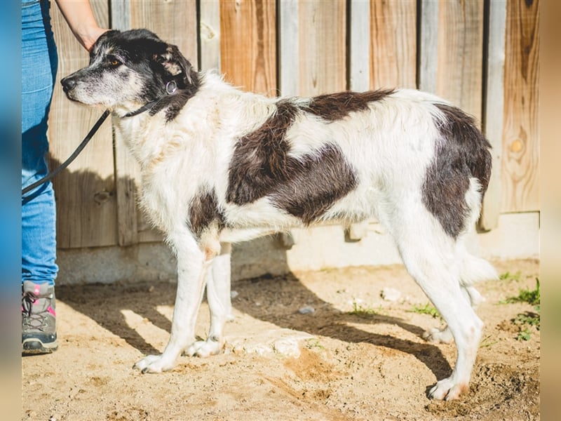 Oriol, Mix Schnauzer / Podengo, lieb und verträglich 