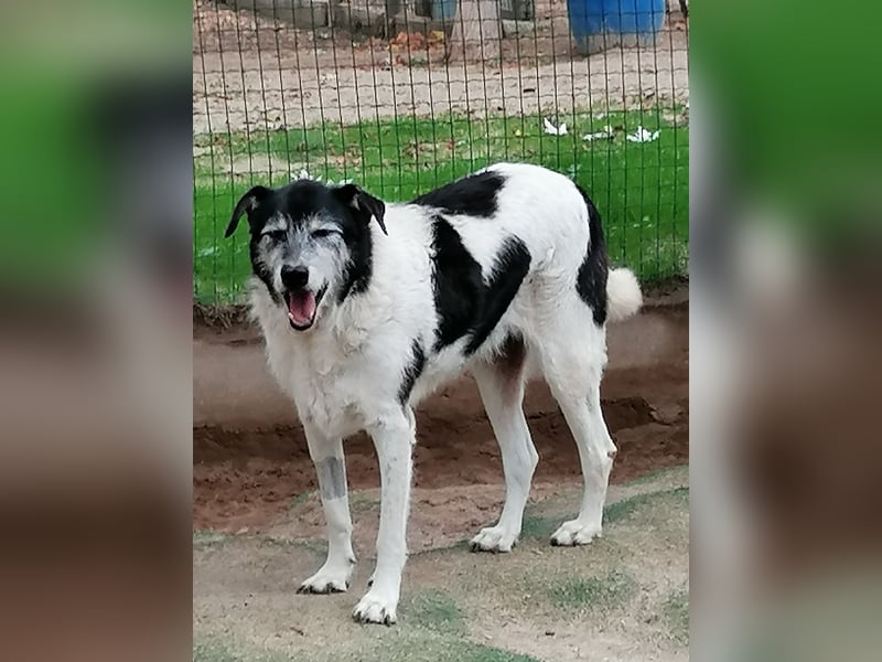 Oriol, Mix Schnauzer / Podengo, lieb und verträglich