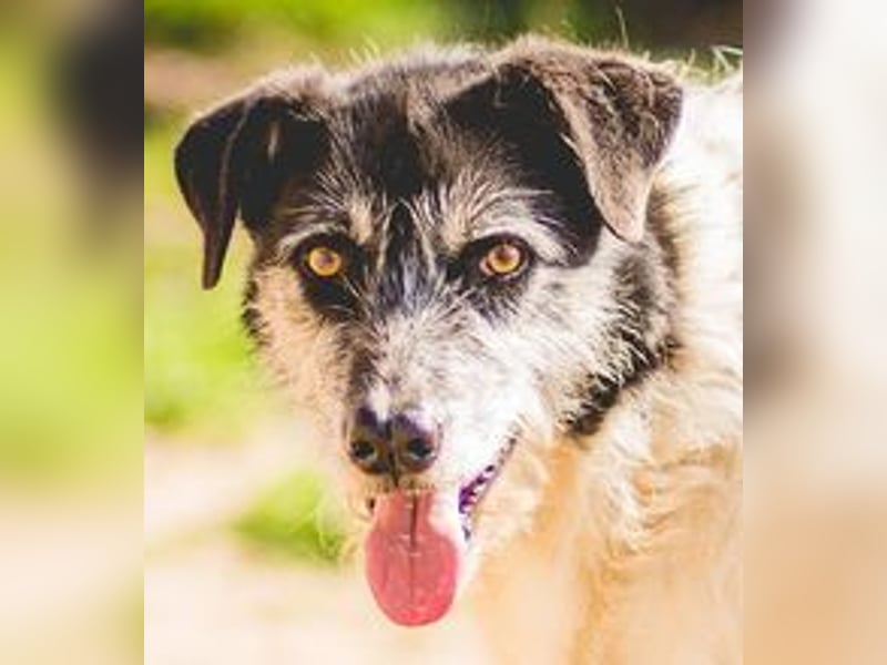 Oriol, Mix Schnauzer / Podengo, lieb und verträglich