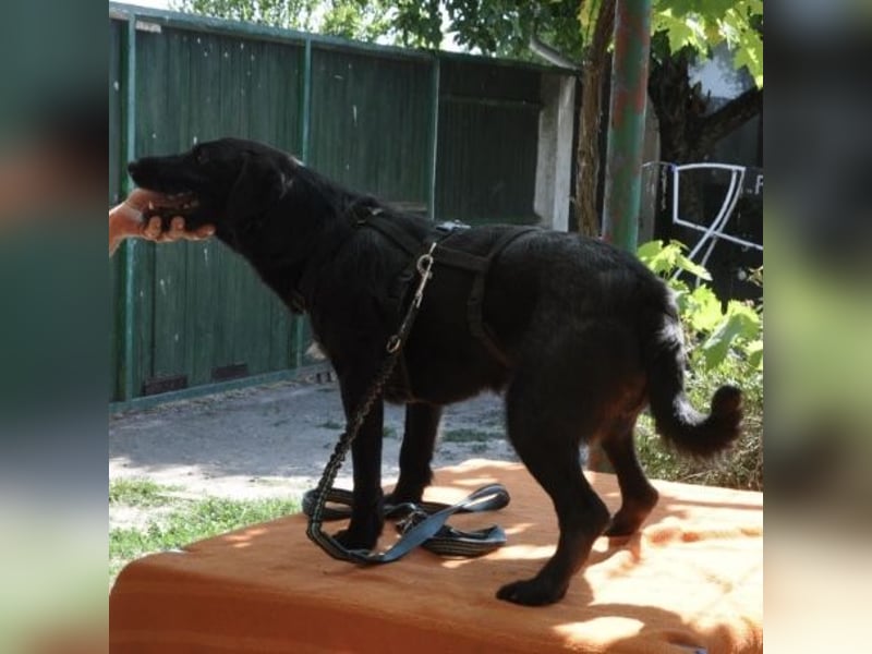 Goja ein toller Familienhund