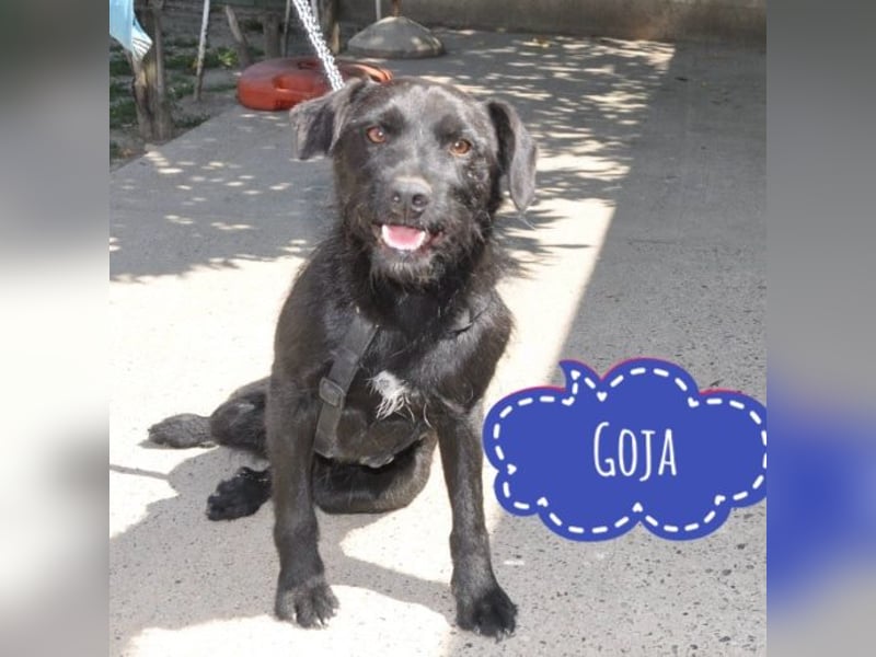 Goja ein toller Familienhund