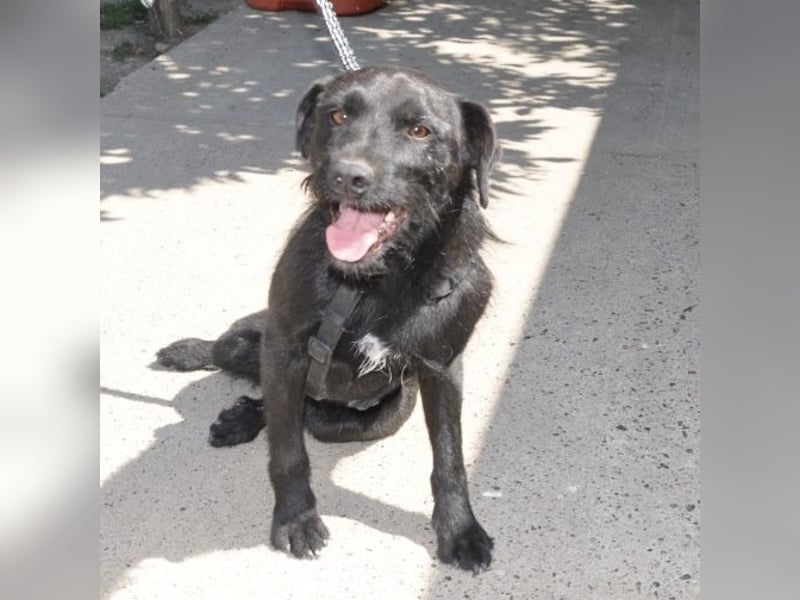 Goja ein toller Familienhund