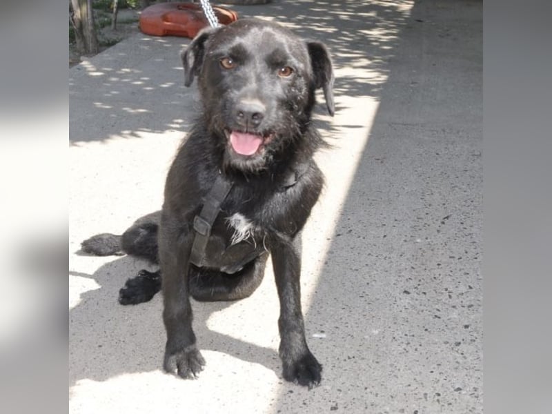 Goja ein toller Familienhund