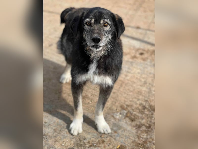 Boomer - freundlicher Schatz