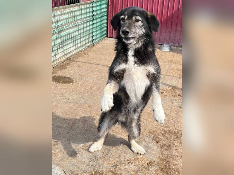Boomer - freundlicher Schatz