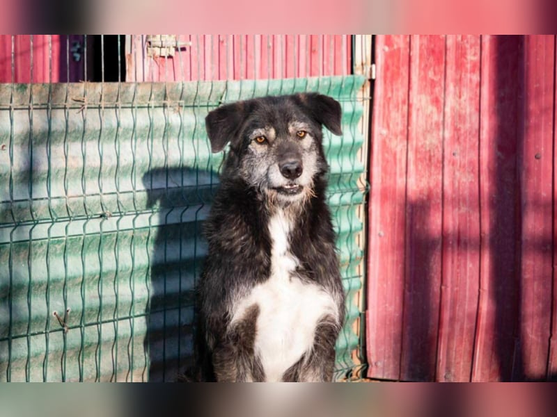 Boomer - freundlicher Schatz
