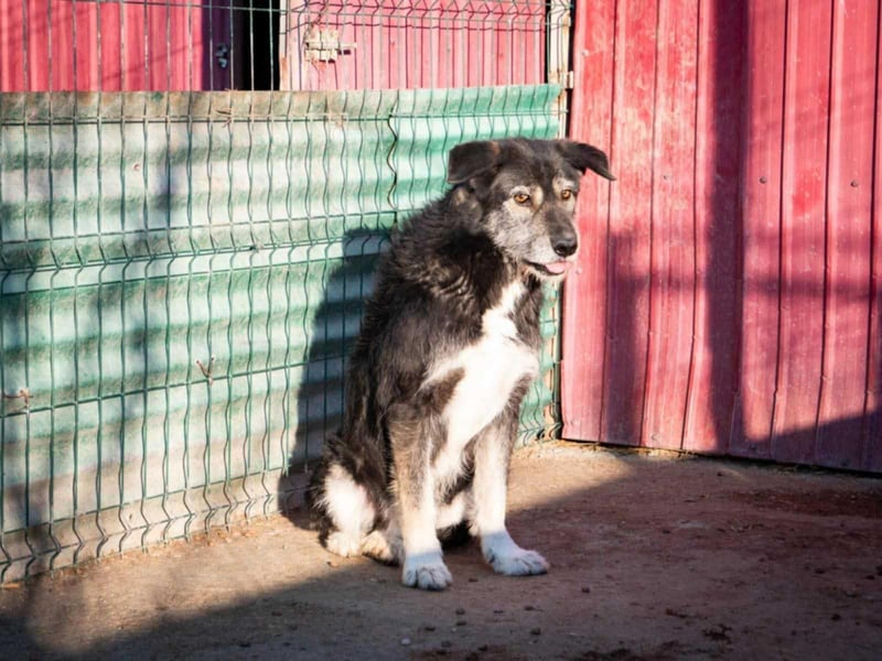 Boomer - freundlicher Schatz