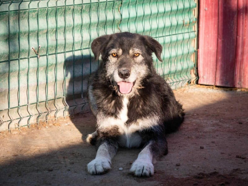 Boomer - freundlicher Schatz