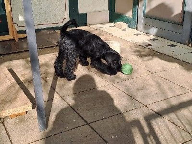 Schnauzer, schwarz, WT 26.10.2024