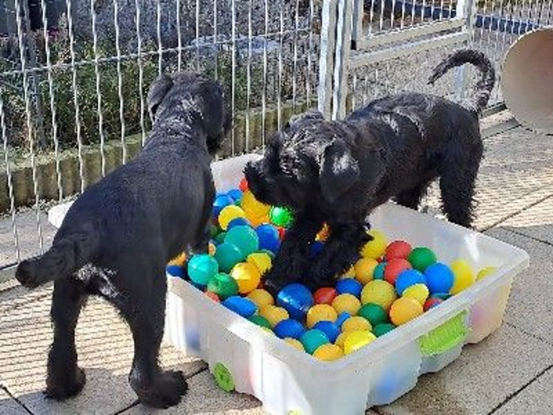 Schnauzer, schwarz, WT 26.10.2024