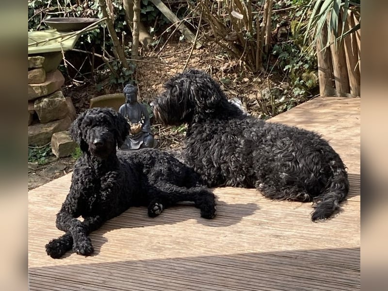 Wurfankündigung Giant Schnoodle/ Großpudel