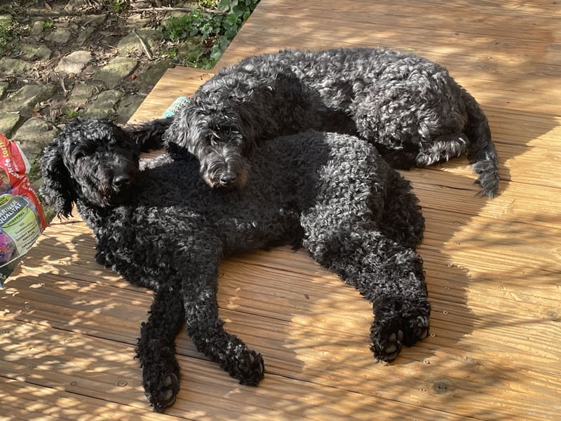 Wurfankündigung Giant Schnoodle/ Großpudel