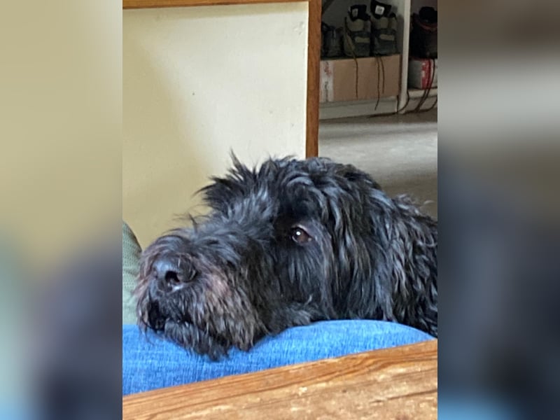 Wurfankündigung Giant Schnoodle/ Großpudel